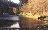 Millpond at Dean Heritage Museum